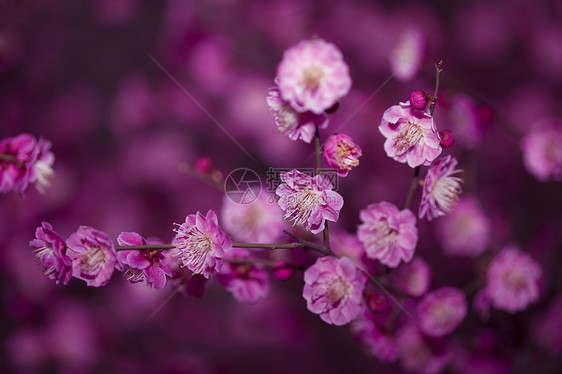 红梅花开图片