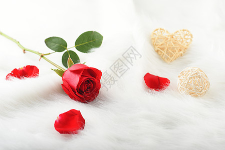 绒毛上鲜红的玫瑰花背景图片