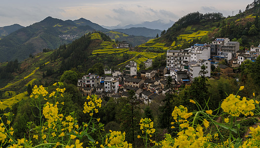 田园风景春季 油菜花海与江南民居背景