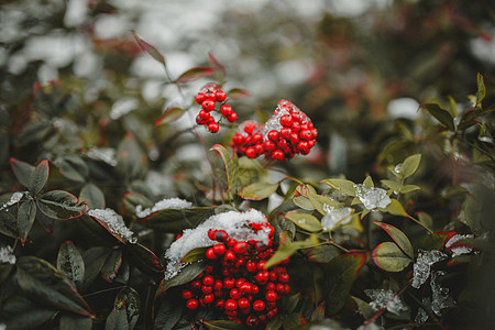 火棘红色果实雪景图背景图片