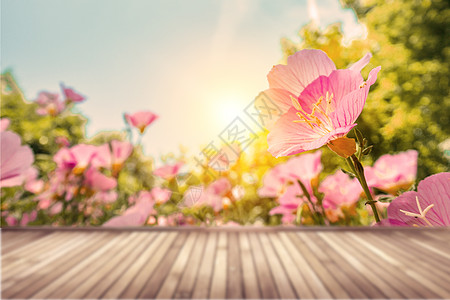 阳光下的鲜花春天阳光下的花朵背景板设计图片