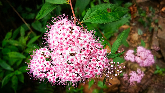 心形的粉色花束花朵图片