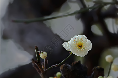 竖版水墨画水墨画般的梅花背景