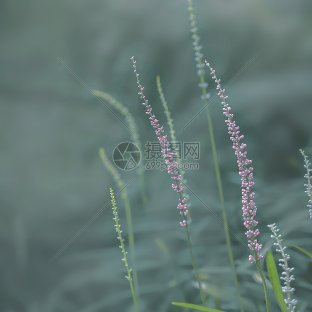 春天里的花草图片