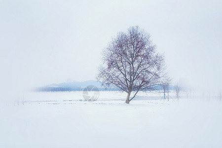 雪中树图片