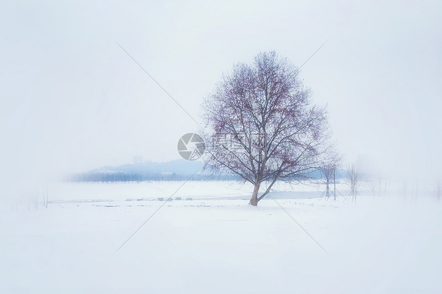 雪中树图片