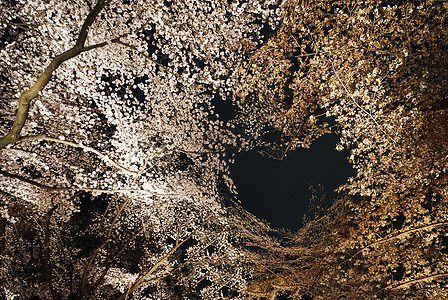 日本夜樱日本旅游高清图片