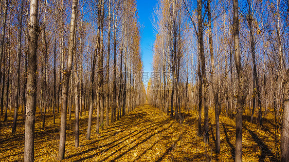 内蒙古阿尔山森林风光图片