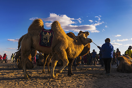 骆驼祥子图片