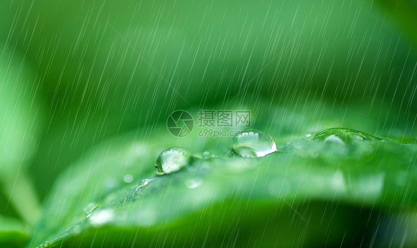 春天的雨水图片