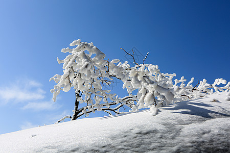 玉树琼枝天柱山雪景高清图片