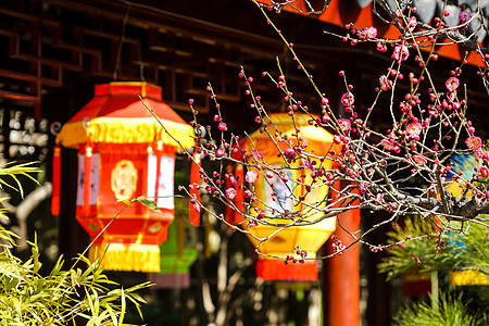 过年场景元宵节灯笼前的腊梅花背景