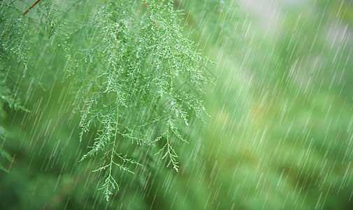 春天的雨水雨水季节高清图片