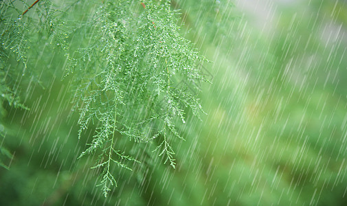 春天的雨水春雨高清图片素材