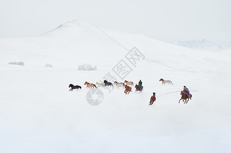 冬季插画冬天雪地上的骏马图背景