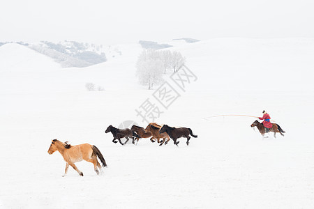 冬天雪地上的骏马图图片