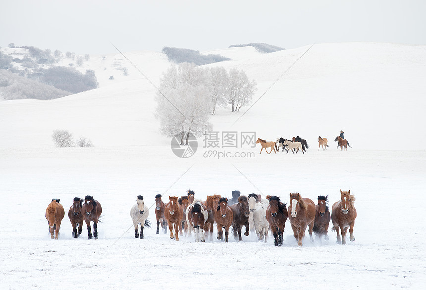 冬天雪地上的骏马图图片