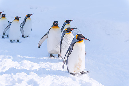 白雪日本旭川动物园企鹅背景