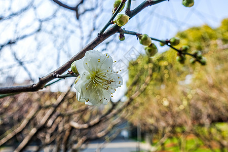 梅花蜡梅迎春背景图片