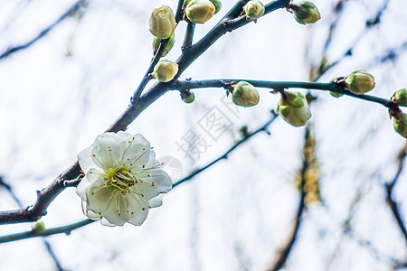 梅花蜡梅迎春背景图片