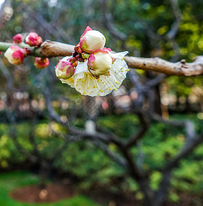 梅花蜡梅迎春背景图片