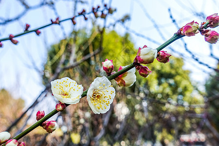 梅花蜡梅迎春背景图片