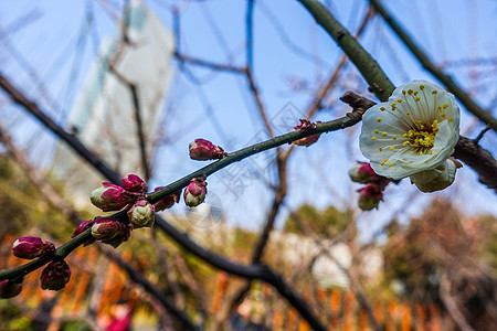 梅花蜡梅迎春背景图片