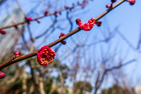 梅花蜡梅迎春图片