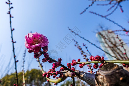 梅花蜡梅迎春背景图片