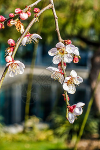 梅花蜡梅迎春背景图片