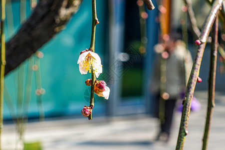 梅花蜡梅游客背景图片