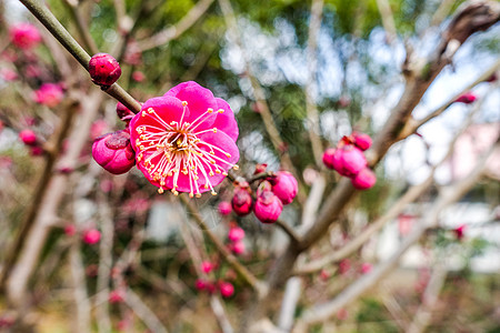 梅花蜡梅迎春背景图片