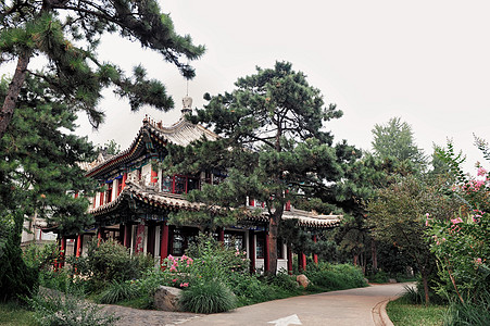 校园植物北京大学背景