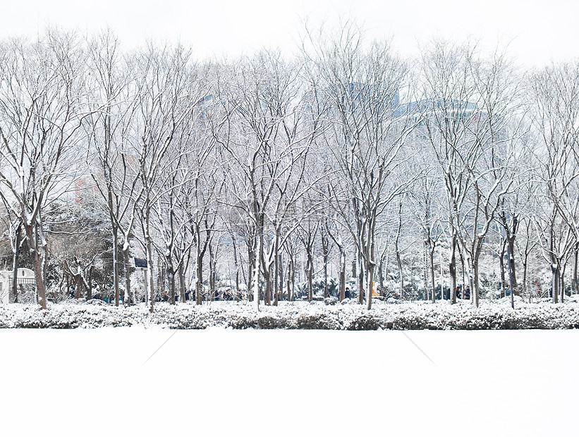 雪松图片