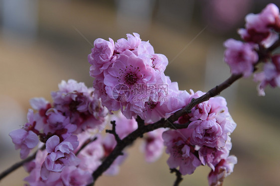 粉色樱花图片