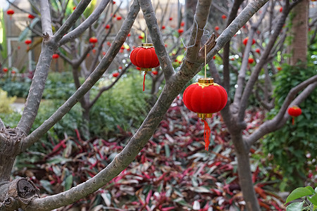 植物园年味儿灯笼高清图片