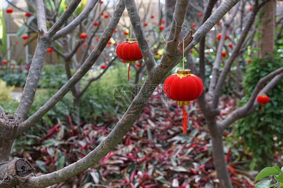 植物园年味儿灯笼图片