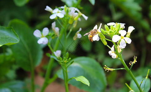 油菜花图片