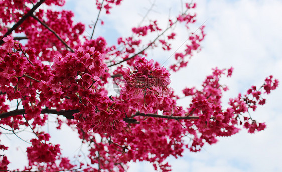 开元寺绽放的樱花图片