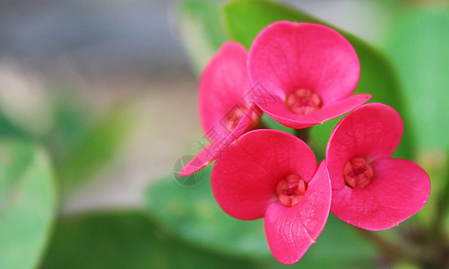铁海棠花背景图片