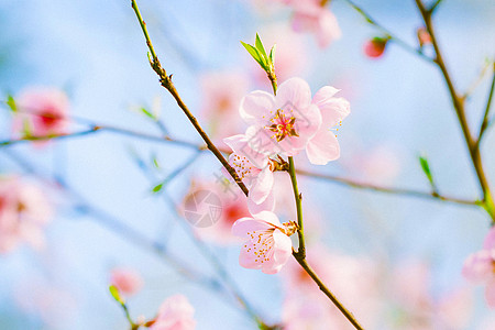 春分时节桃花开桃花开了背景