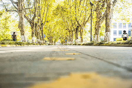 慢跑道四川大学梧桐树步行道背景