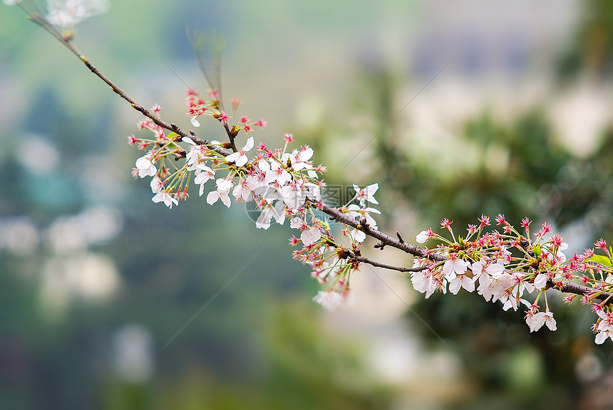 武汉大学樱花早樱图片