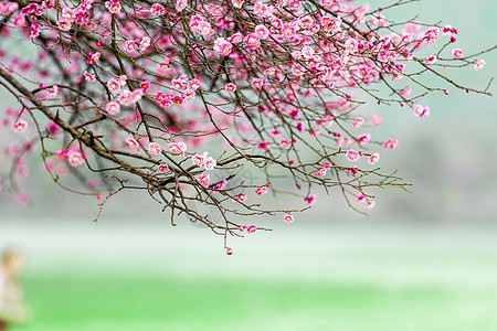 冬季树枝梅花背景