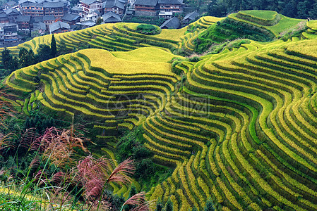 层次风光乡村田园梯田层次曲线背景