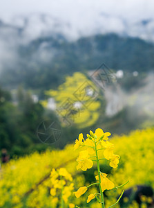 歙县春天里的油菜花海背景