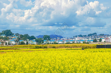 黄色风景婺源油菜花背景