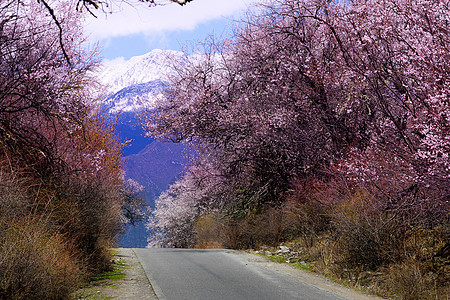 西藏林芝桃花公路图片