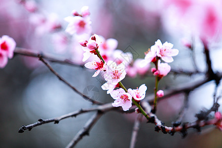 谭松韵西藏林芝桃花背景