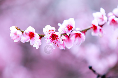 谭松韵西藏林芝桃花特写背景